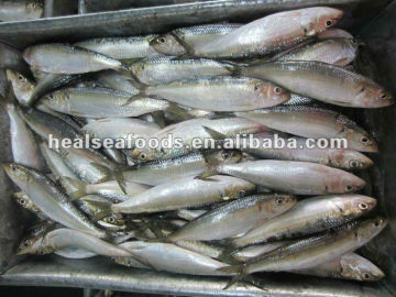 Fresh_Sardine_Fish