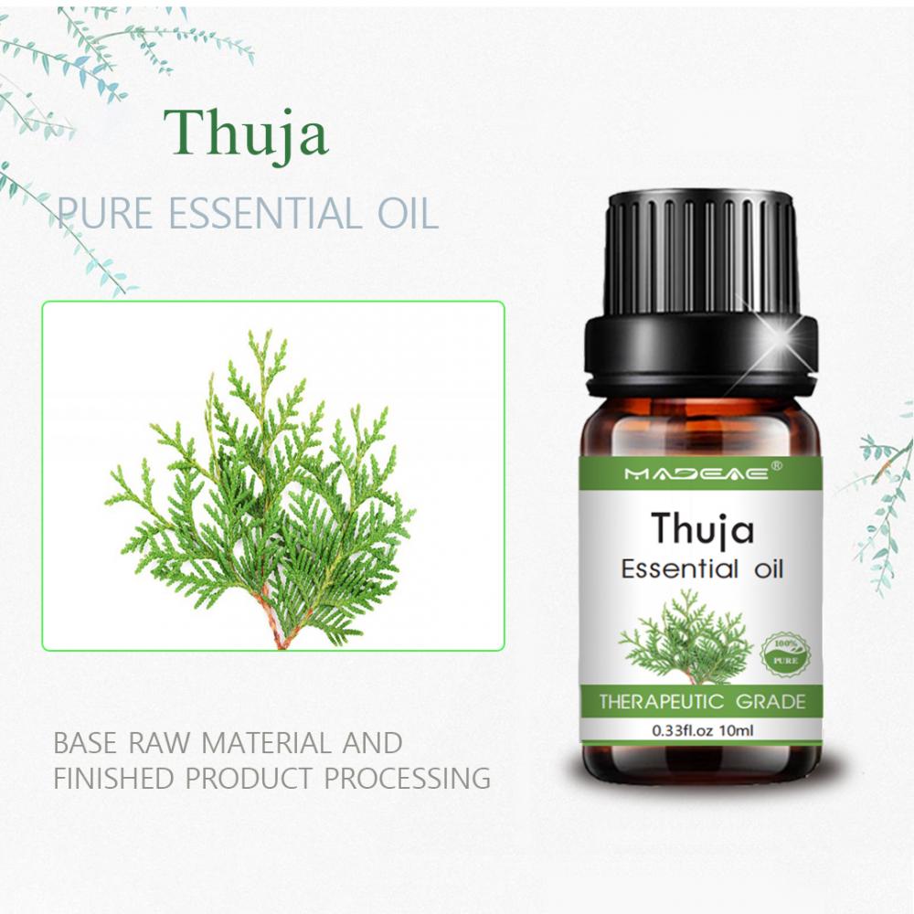 روغن ضروری Thuja خالص با قیمت عمده فروشی