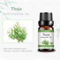 روغن ضروری Thuja خالص با قیمت عمده فروشی