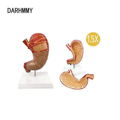 DARHMMY 1.5x Human Anatomy Stomach Model for Medical Science Teaching