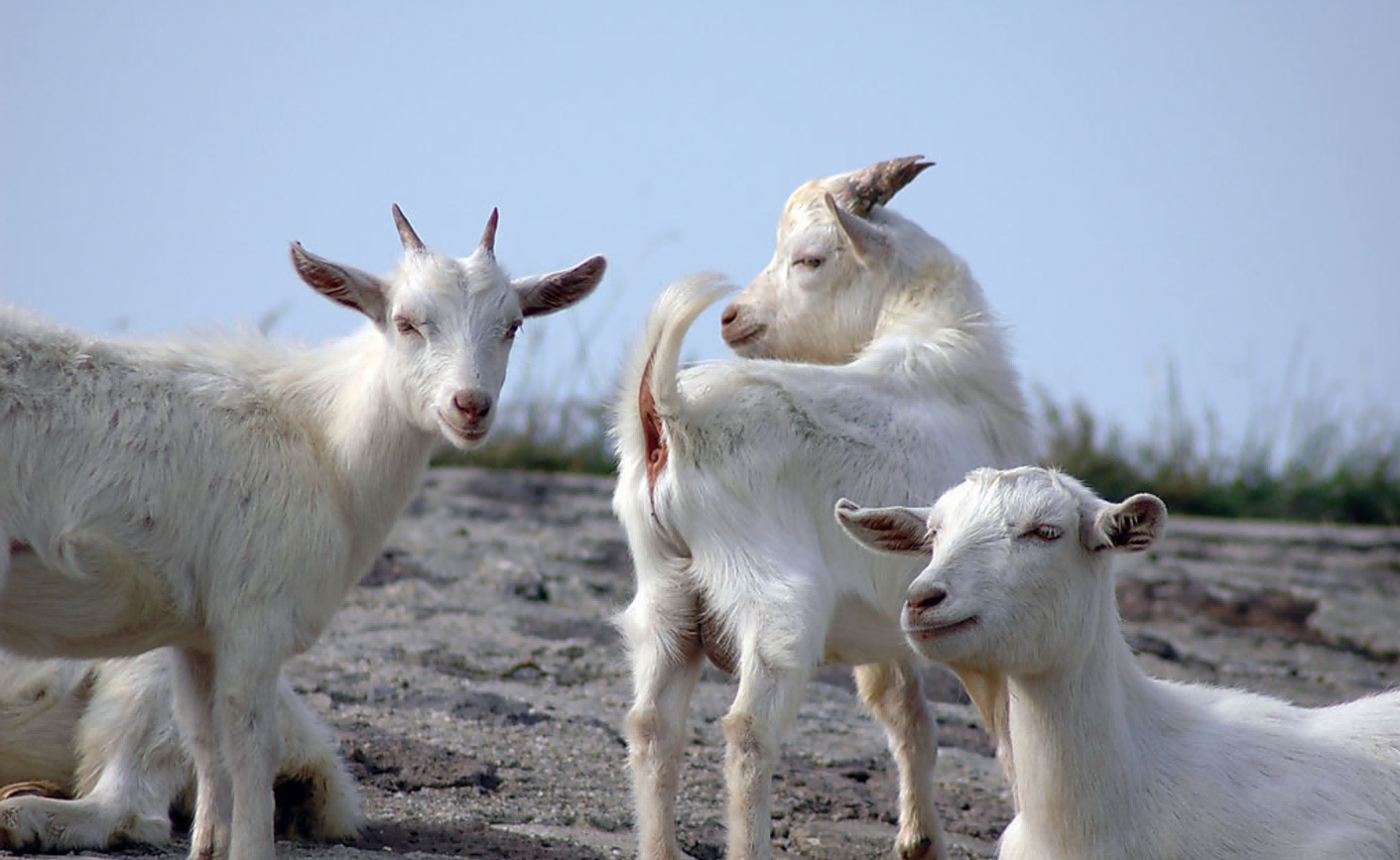 portable ultrasound machine for goats