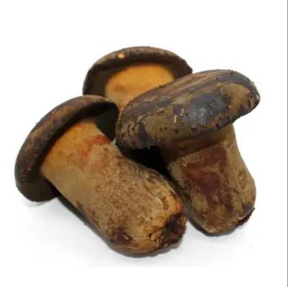 Wild Boletus Mushrooms (Boletus edulis)
