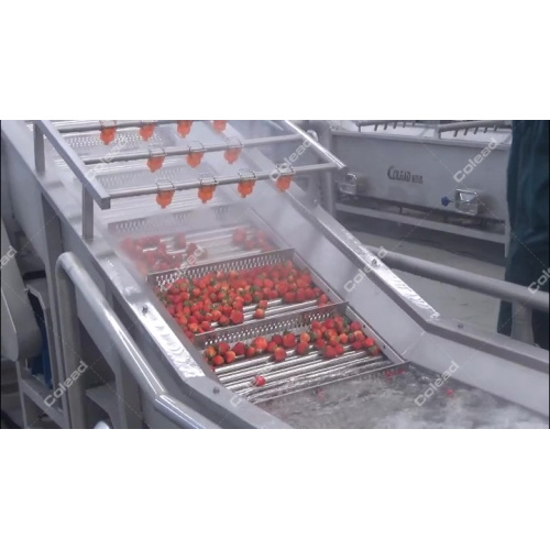 Línea de lavado de tomate cherry