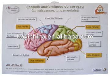 Brain design PVC embossed poster 3D picture