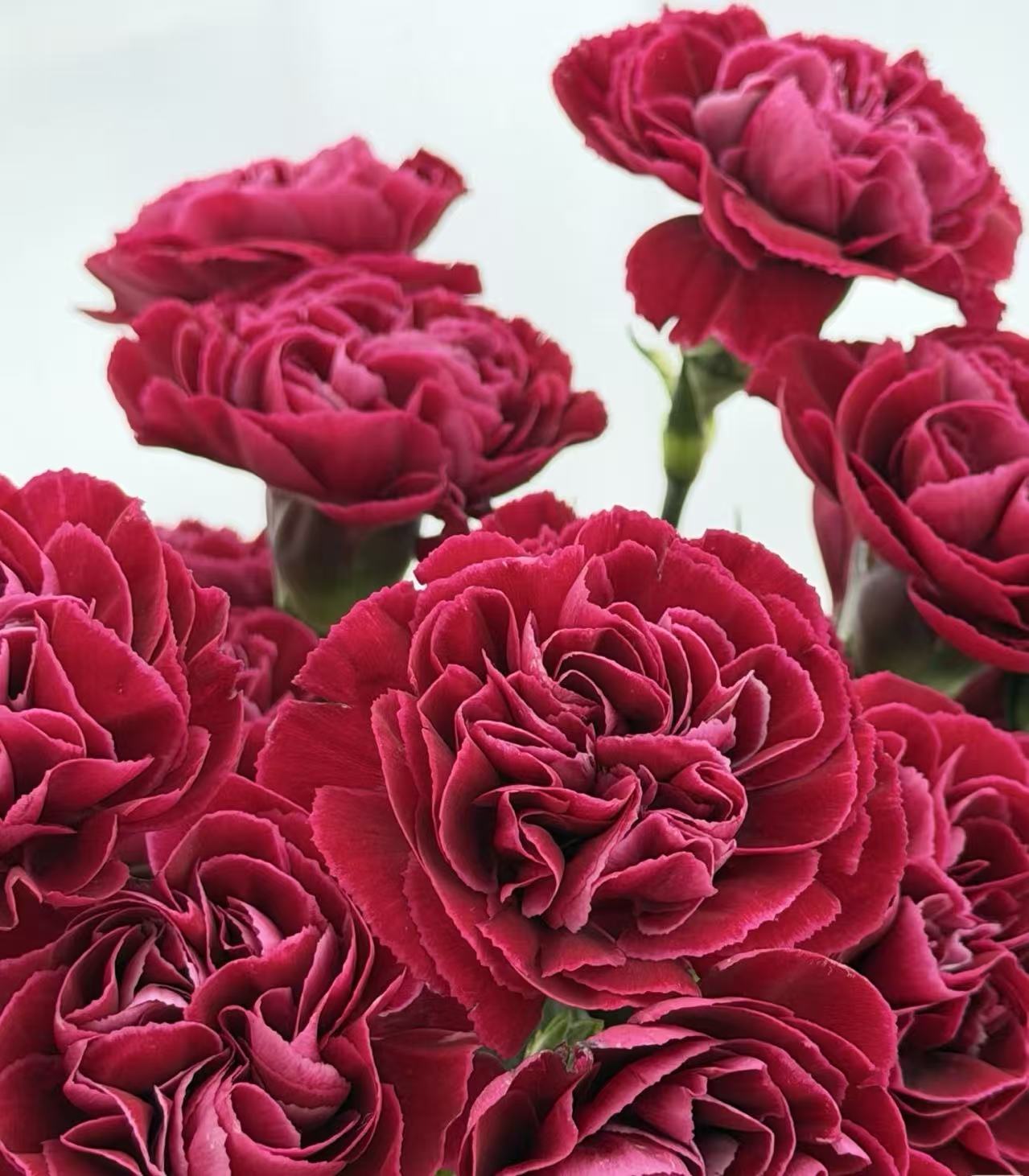 একমুখী কার্নেশন শিখা4 Single-headed Carnation flame4