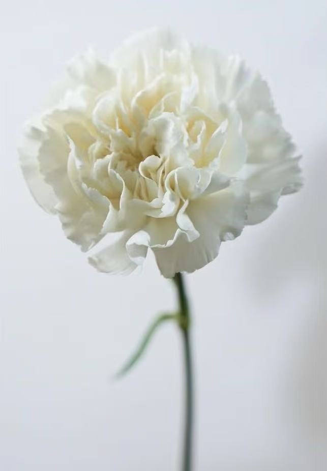 Single-headed carnation with white