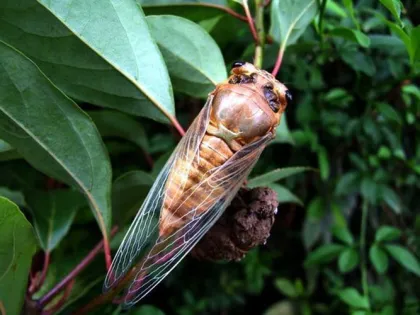 Cicadae Periostracum Cicada Slough Extract Powder