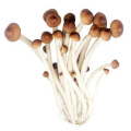 Precio razonable Polisacáridos Agrocybe Aegerita Extracto