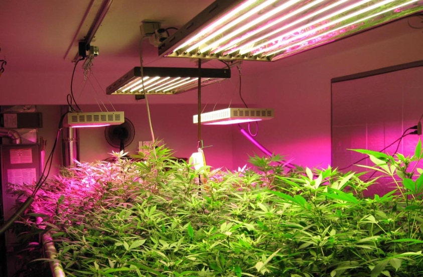 Energy Efficiency and Energy Saving Advantages of LED Grow Lights