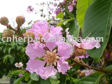 Banaba/Queen flower leaf