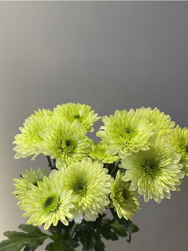 Green Cocoa pompon chrysanthemum2