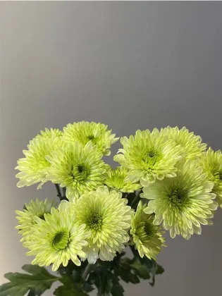 Green Cocoa pompon chrysanthemum