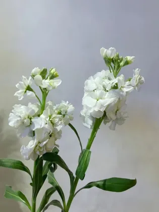 High Quality Fresh Cut Flowers White Violet Flowers