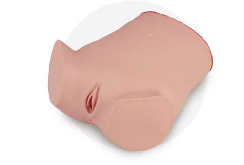 Vaginal Fluid Examination Model