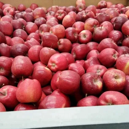 New season tianshui huaniu apple price to bangladesh