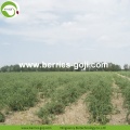 Factory Supply Fruit Low Sugar Dieet Goji Bessen