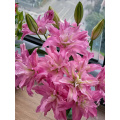 كان يان يدير Double Oriental Lily