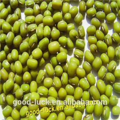 green mung beans