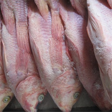 New Harvest Frozen Whole Round Red Tilapia fish