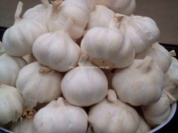 Normal White Garlic