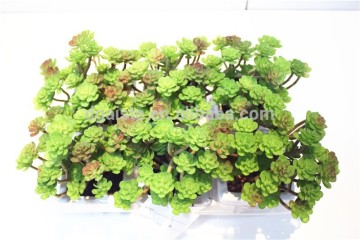 Home garden decoration jungle 11cm Height cyan with purple succulent plants cactus EDRZW05 2872
