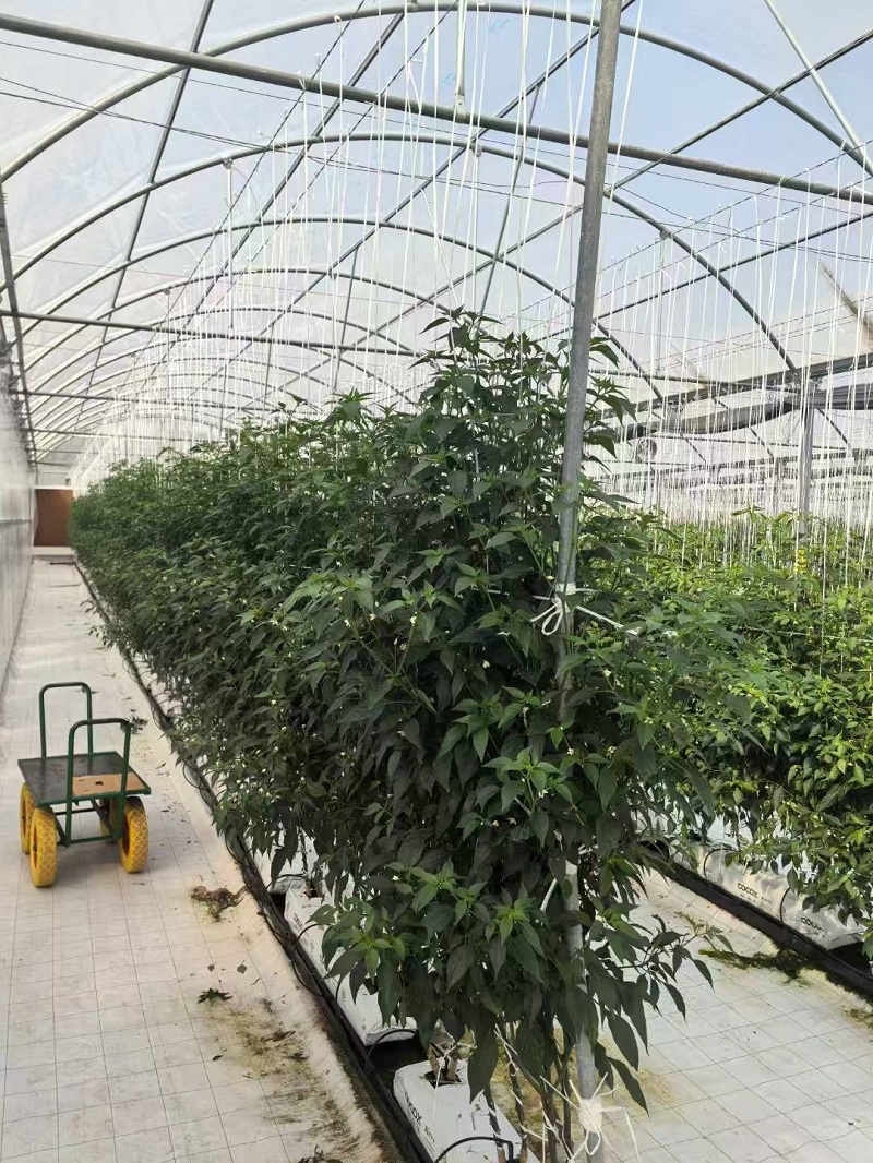 Based on Trust, Qatari Clients Join Hands with Qingcheng Agriculture to Build a Green Dream in Greenhouses