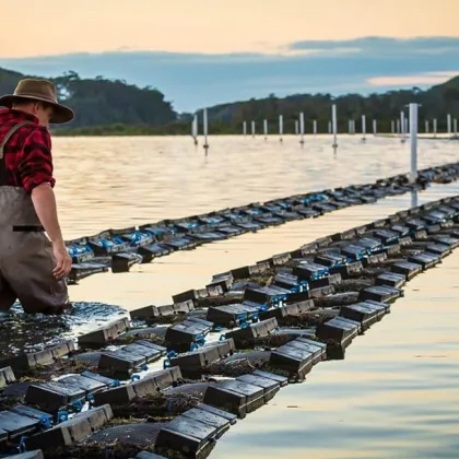 HDPE Plastic Shellfish Cage