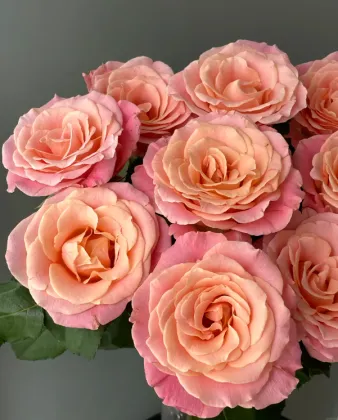 Miss Piggy Rose Single-Headed Flower for Special Occasions