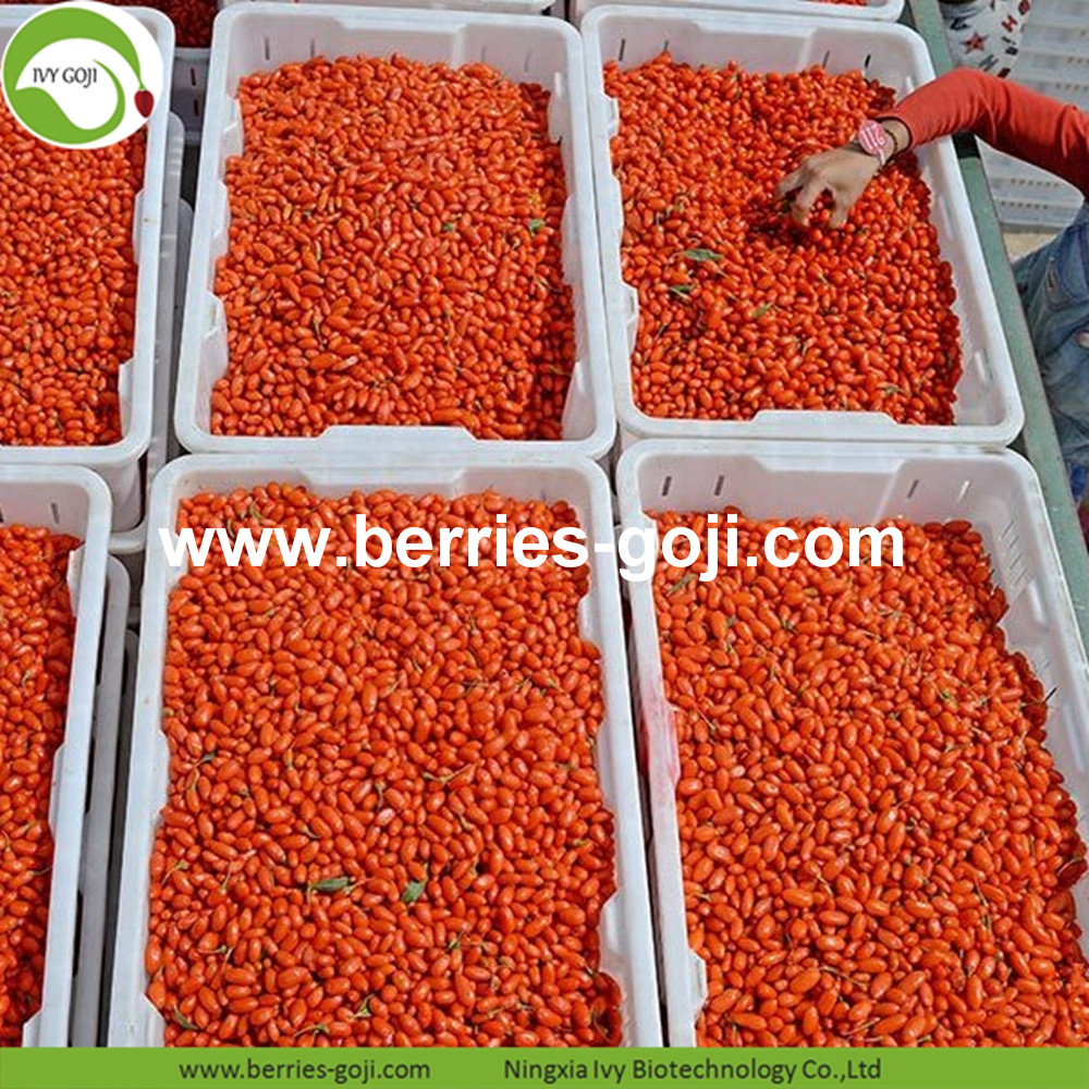 goji berry