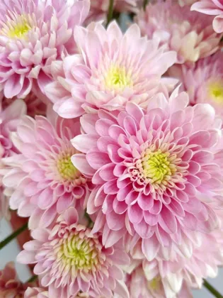 strawberry smoothie pompon Mum