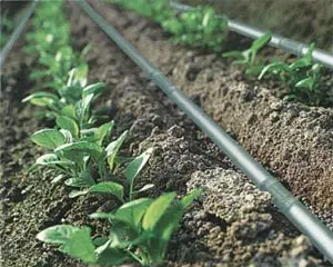 drip irrigation system