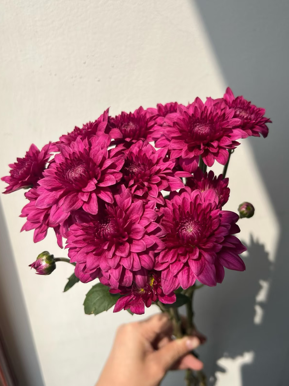 Purple dan te spray chrysanthemum2