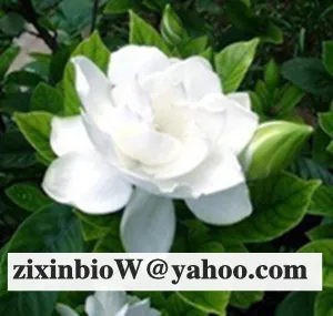 Gardenia Yellow