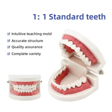 Dental Teeth Model FRT0362 - 28pcs Standard Dental Set for Preschool Education