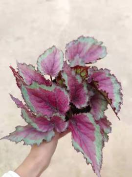 Chinese Begonia White Limestone