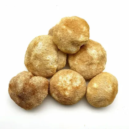 High Survival Rate Lion's Mane Mushroom Spawn