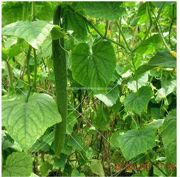 Maille de treillis de soutien de plante de jardin