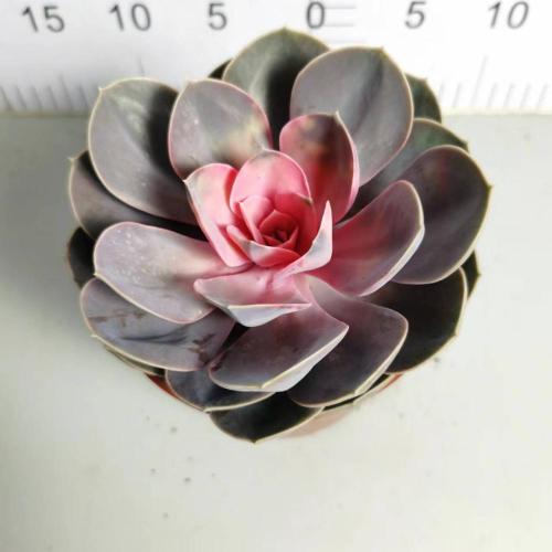 Echeveria with good price