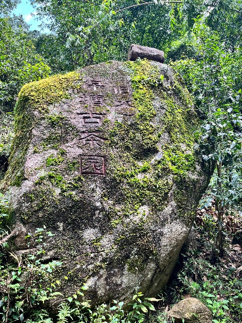 Baotang Ancient Tea Garden