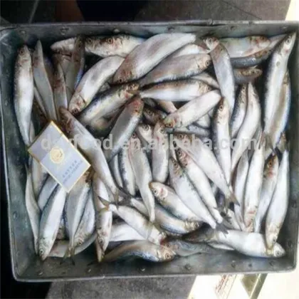 Frozen canned sardine