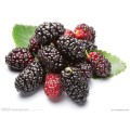Mulberry Extract Fruit Powder