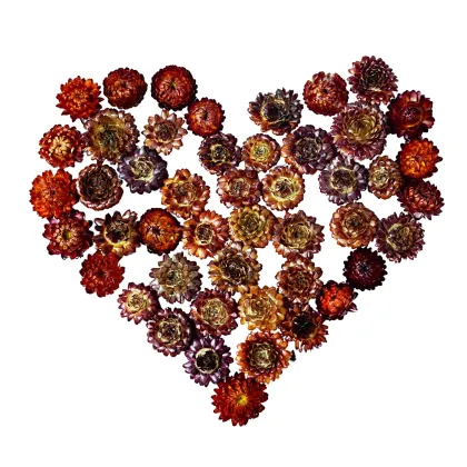 High Quality Scented Flower Tea - Chinese Blooming Chrysanthemum Tea