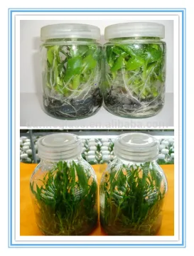 620ml 240ml plant tissue culture glass container/bottle with plastic lid