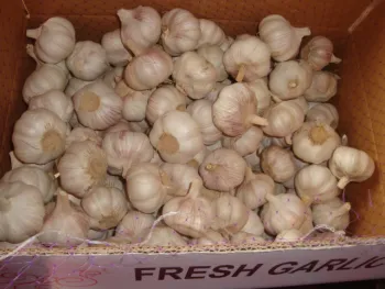 Fresh Normal White Garlic 4.5cm