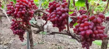 fresh yunnan class one seedless red grape