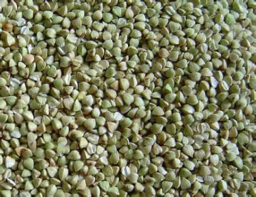 Green buckwheat