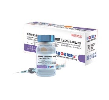 ND/IB Live Vaccine La Sota + H52 Strain