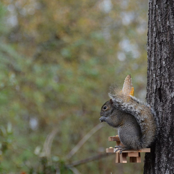 Divertido alimentador de ardilla de regalo, GIBBON / ET-720729, fácil de limpiar, llenar e instalar alimentador de ardilla de madera