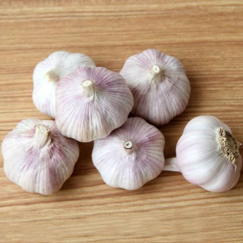 قیمت عمده صادراتی سیر خشک با کیفیت بالا