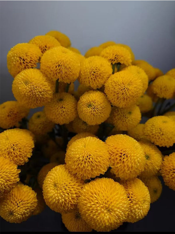 Lemon Yellow Pompon cut flower
